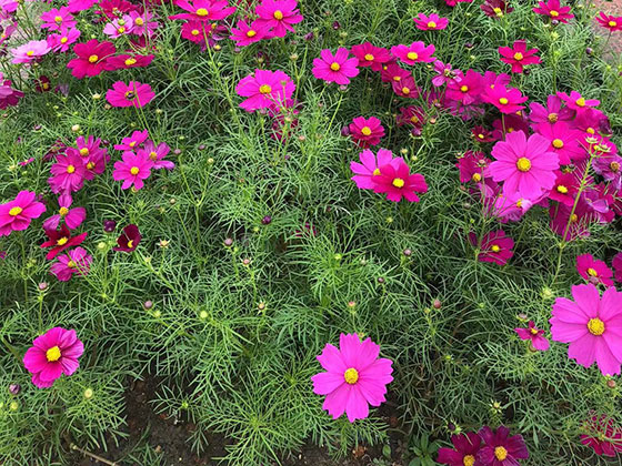 长治租赁花卉|广场花坛摆设设计